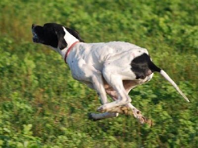 de Gavatot - Des résultats en couple de quête de chasse