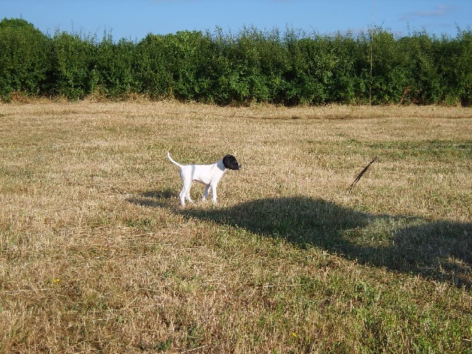 de Gavatot - Loïka des Chevêches