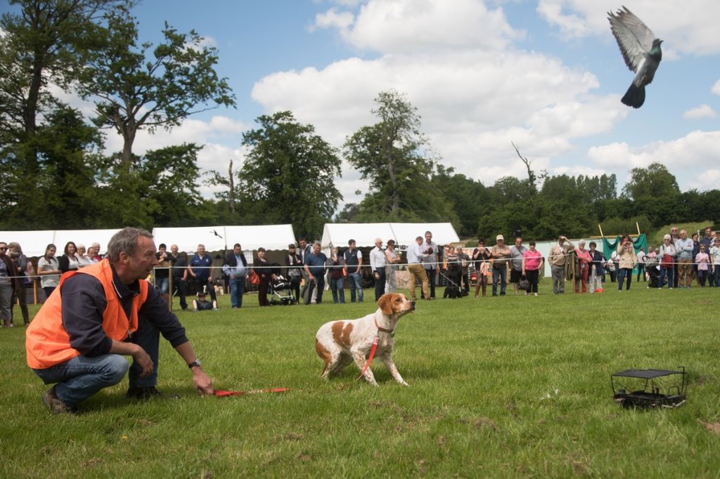 Belle démonstration de Moxi à la fête de la chasse à Belleville-enCaux